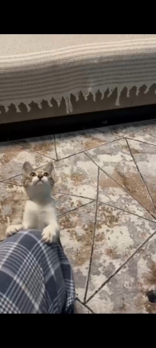 İZMİR ACİL YENİ AİLESİNİ ARIYORUZ EVDE DOĞDU. AŞILARI TAM.SICAKKANLI YAVRUMUZ fotoğraf