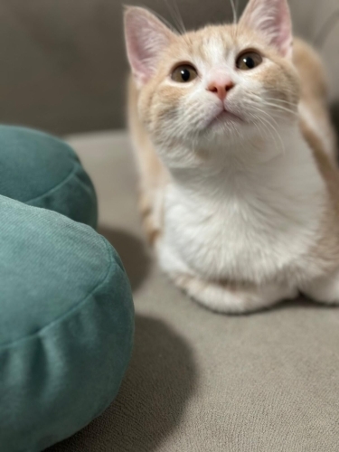 Oğlumuz poyraz ömürlük yuvasını arıyor. fotoğraf