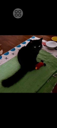 3 bacaklı engelli zeytin sokakta yaşayamıyor fotoğraf