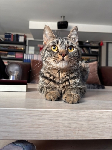 Yakışıklı ve karizmatik Sezar 😎 fotoğraf