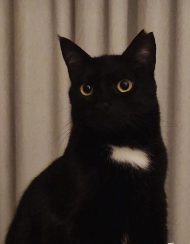 Siyah tekir kedi fotoğraf