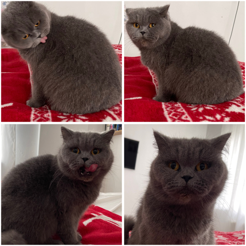 Ücretsiz Tüm Eşyalarıyla Çipli Aşıları Tam Yuva Arıyor fotoğraf