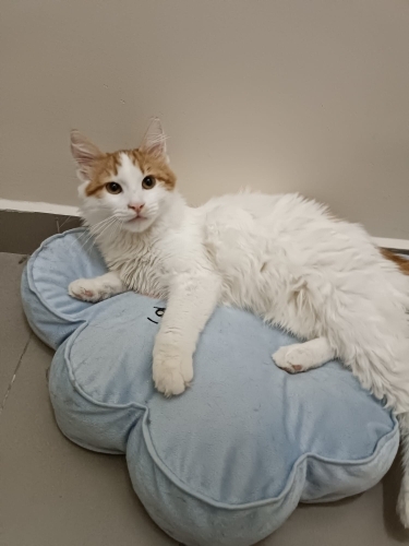 NORVEÇ-VAN MELEZİ KISIR ‼️ fotoğraf