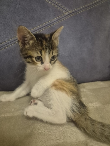 Minige sevgi dolu yuva fotoğraf