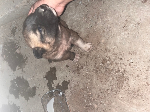 acil ilan 4 adet köpek fotoğraf