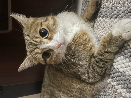 British kırması ev kedisi lady kızımıza yuva arıyoruz(kısırlaştırılmıştır) fotoğraf