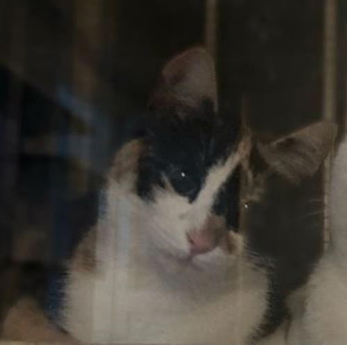 Bu calico güzelliğe ömürlük yuva! fotoğraf