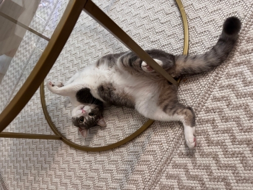 Cesura kalıcı yuva arıyoruz fotoğraf