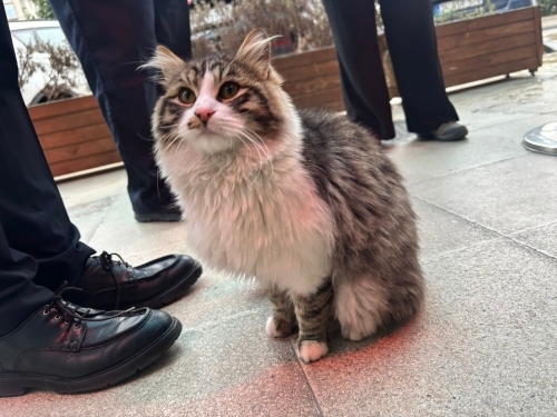 TERK EDİLMİŞ ACİL YUVA ARIYOR fotoğraf