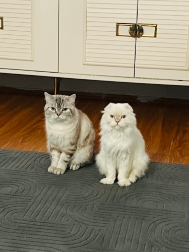 Pamuk ve Latte ye bakacak birilerini arıyorum fotoğraf