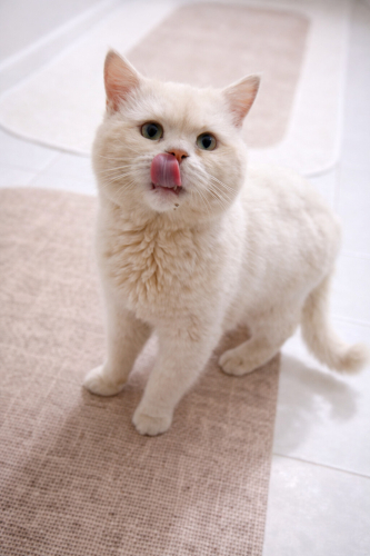 Ücretsiz sahiplenme British kedi fotoğraf