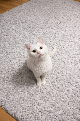 Ücretsiz sahiplenme British kedisi acil yuva fotoğraf