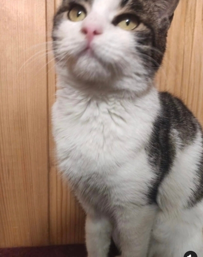 Şirin yuva arıyor fotoğraf