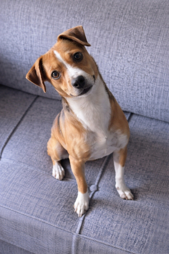 Ücretsiz sahiplenme pincher melez küçücük bir çocuk fotoğraf