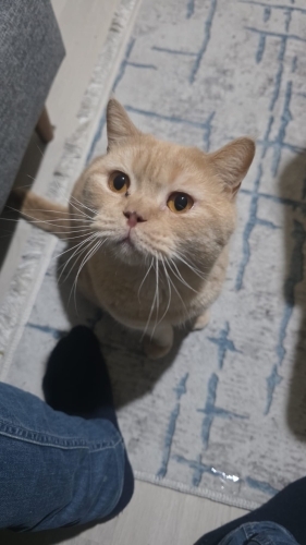 SAHİPLENDİRMEK İÇİN YUVA ARIYORUZ fotoğraf