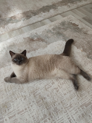 Sessiz, Sakin Blue Point fotoğraf