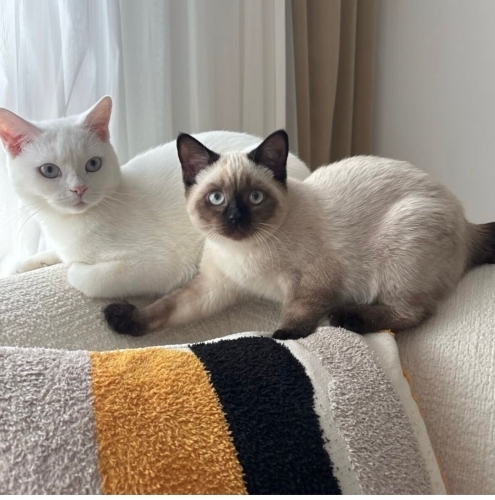 Anne ve yavrusu Hera, Mia Sahiplendirmek istiyorum fotoğraf