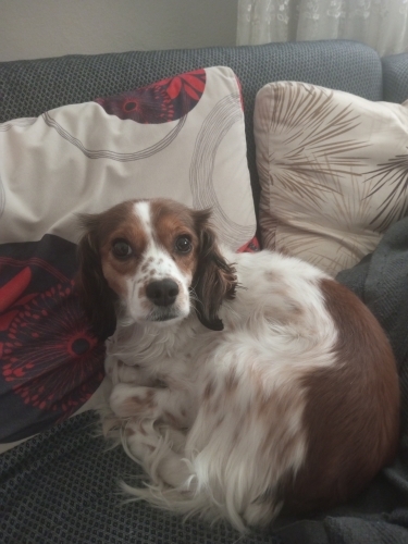 Ücretsiz Sahiplendirme İstanbul fotoğraf