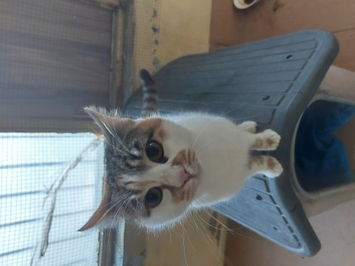 Sevgi delisi kısır, aşılı calico kız fotoğraf