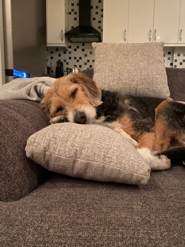 Asya’ya yuva arıyoruz fotoğraf