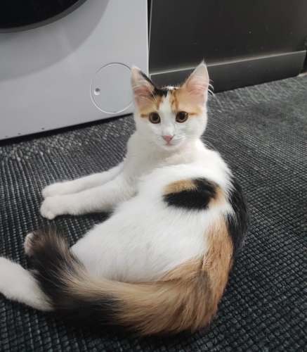 Acil yuva aranıyor fotoğraf