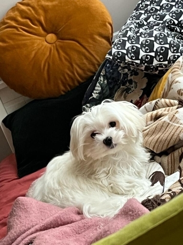 Görünce Aşık olunan Çiko fotoğraf