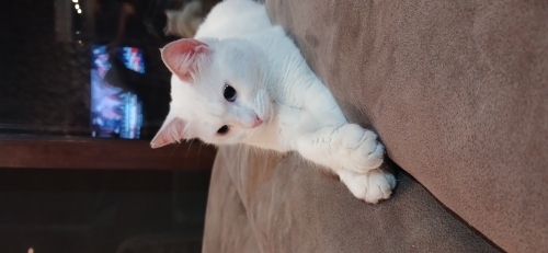 Kulakları duymayan sevimli bir evlat fotoğraf