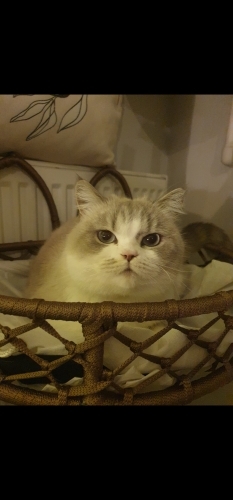 Oyuncu ve sevecen fotoğraf