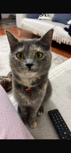 SEVİMLİ OYUNCU BRITISHTEKIR KIRMA fotoğraf