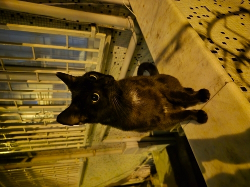 Ecvil Siyah Kısa Tüylü fotoğraf