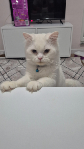 Kedimi Sahiplendirmek istiyorum fotoğraf