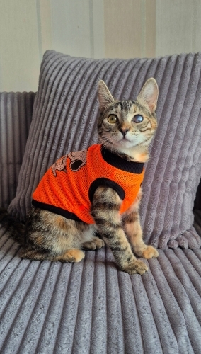 ‼️TEKİR DİYE Mİ BİR GÖZÜ ENGELLİ DİYE Mİ KİMSE İSTEMEDİ BU MASUMU‼️ fotoğraf