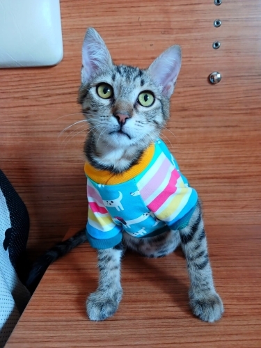 MİNİK KIZ FISTIK,MELEĞİNİ BEKLİYOR fotoğraf