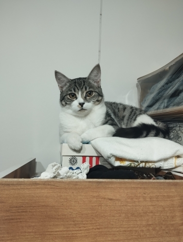 Çok acil yavru kedime yuva arıyorum fotoğraf