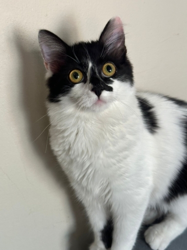 Kızımız Cankız uysal fotoğraf