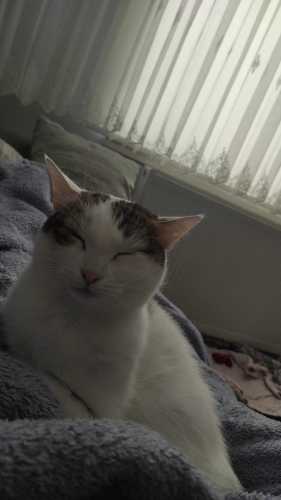 Kedimi sahiplendirmek istiyorum fotoğraf