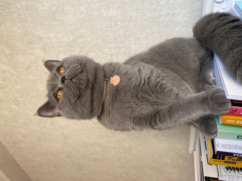 Lokum çok sevimli uysal bi kedi fotoğraf