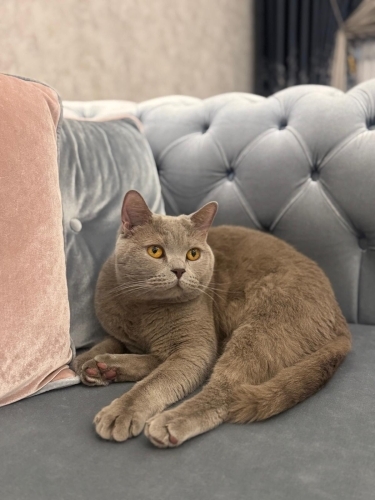 Cins kedimize yuva fotoğraf