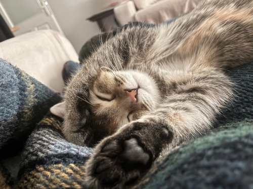 British kırması bir torty fotoğraf