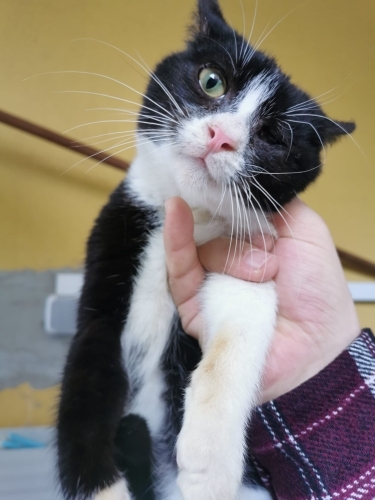 Sokağa terk edildi fotoğraf