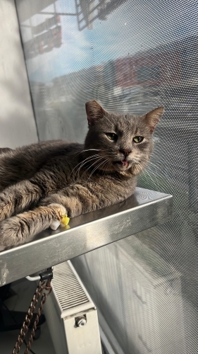 Hem çok güçlü hem de bal gibi tatlı fotoğraf