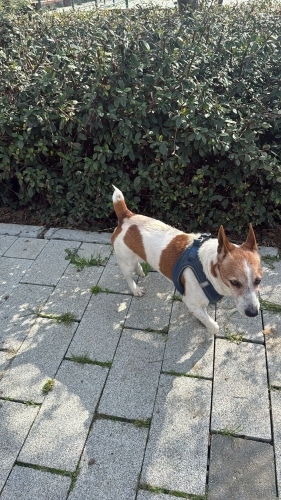 Oyuncu diğer köpüşlerle anlaşıyor fotoğraf