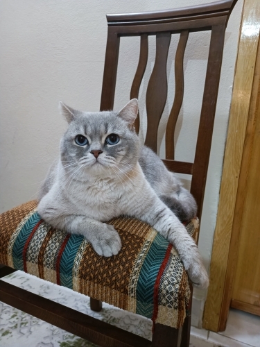 Yakışıklı ve uslu ponçiğe yuva arıyoruz fotoğraf