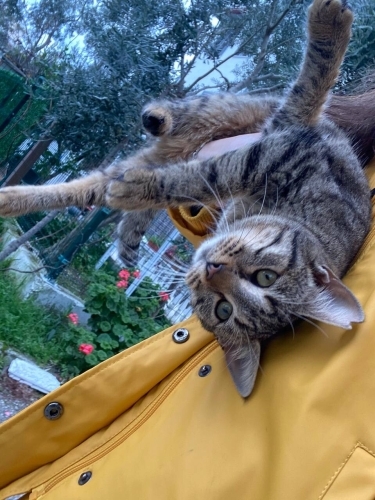 İZMİR - İnanılmaz Uysal, Köpeklerle Anlaşan "Özel" Bir Kucak Kedisi fotoğraf