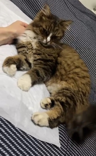 1.5 YAŞLARINDA NORVEÇ ORMAN KEDİSİ ‼️VETERİNERDEN ‼️ fotoğraf