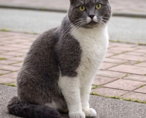 BRİTİSH SORTHAİR MELEZİ ‼️ACİİLL ‼️ACİİLL ‼️ fotoğraf