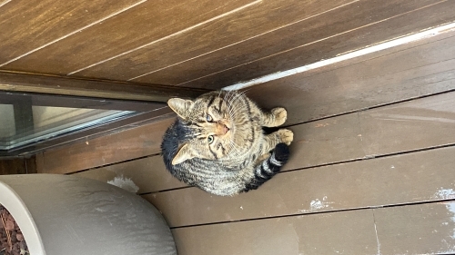 Ormanlık alanda engelli yardım bekliyor fotoğraf