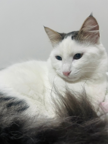 KÖPÜK’ÜN MERHAMETİNİZE İHTİYACI VAR fotoğraf