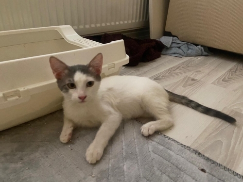 Pamuk iki kardeşe yuva aranıyor fotoğraf