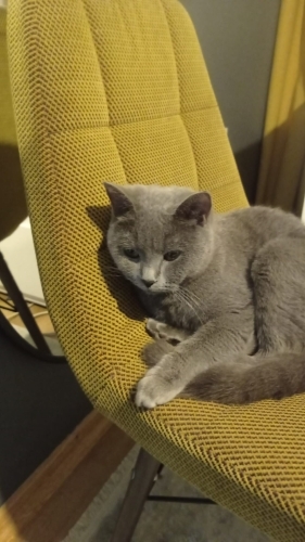 Dünya tatlısı sakin fotoğraf